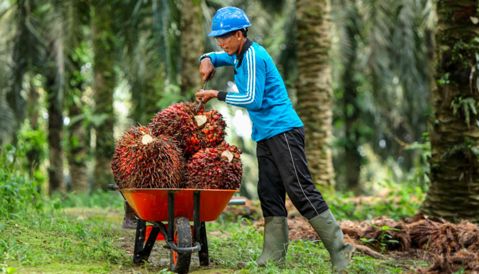 Bisnis Kebun Sawit Memberikan Peluang Atau Ancaman?