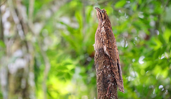 Potoo Ekor Panjang Yang Mempunyai Kamuflase Luar Biasa