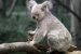 Koala Hewan Marsupial Yang Lucu Berasal Dari Australia