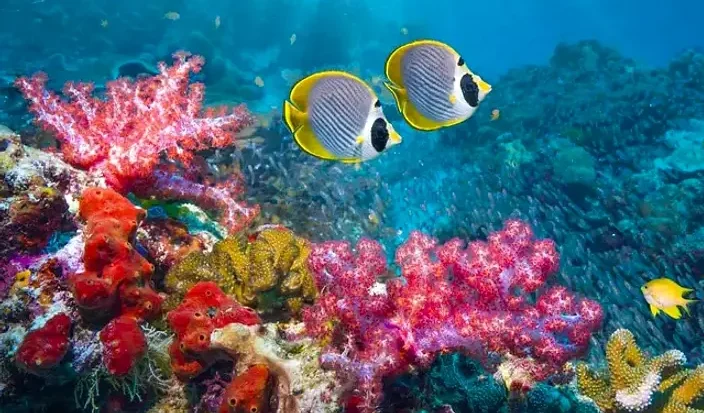 Karang Hermatipik Yang Terbentuk Dari Hewan Yang Bersimbiosis