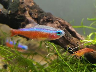 Ikan Tetra Di Kalangan Penggemar Ikan Hias Dalam Aquarium