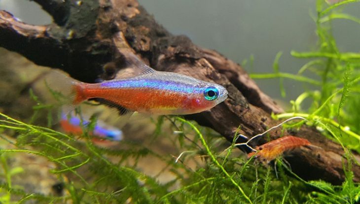 Ikan Tetra Di Kalangan Penggemar Ikan Hias Dalam Aquarium