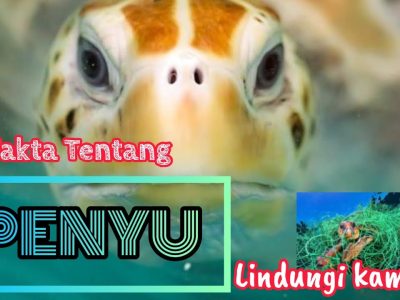 Fakta Menarik Tentang Penyu
