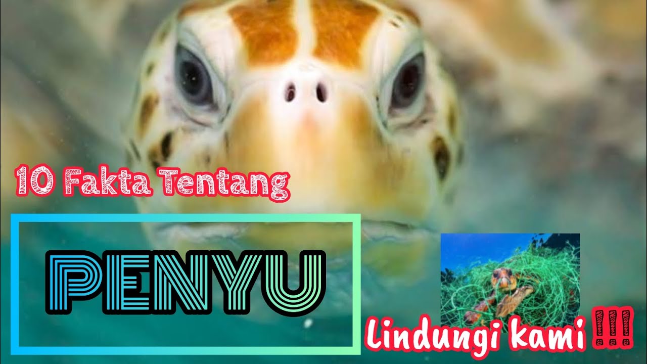 Fakta Menarik Tentang Penyu