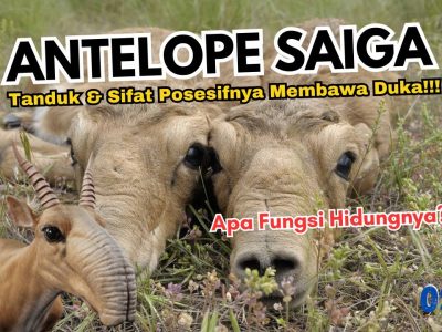 Keunikan Hewan Antelop