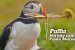 Fakta Unik Burung Puffin
