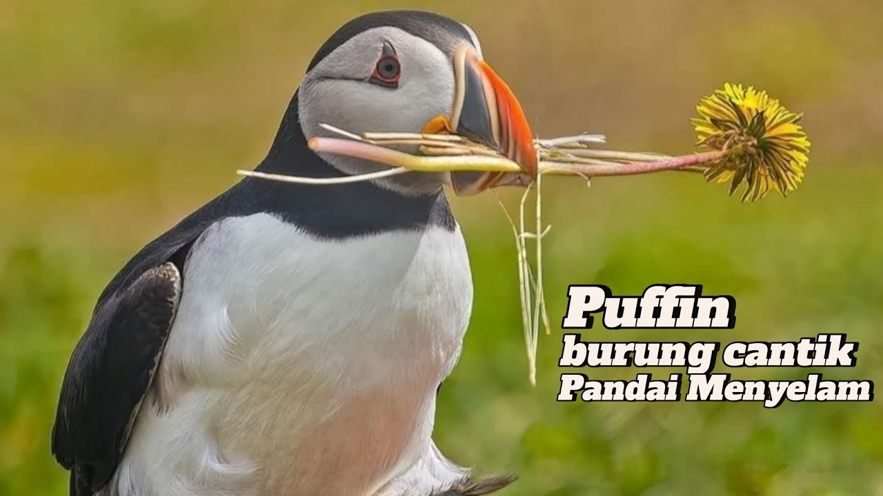 Fakta Unik Burung Puffin