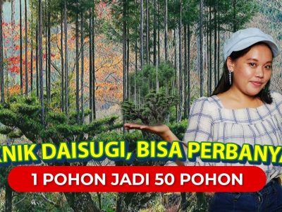 Teknik Tradisional Jepang Daisugi