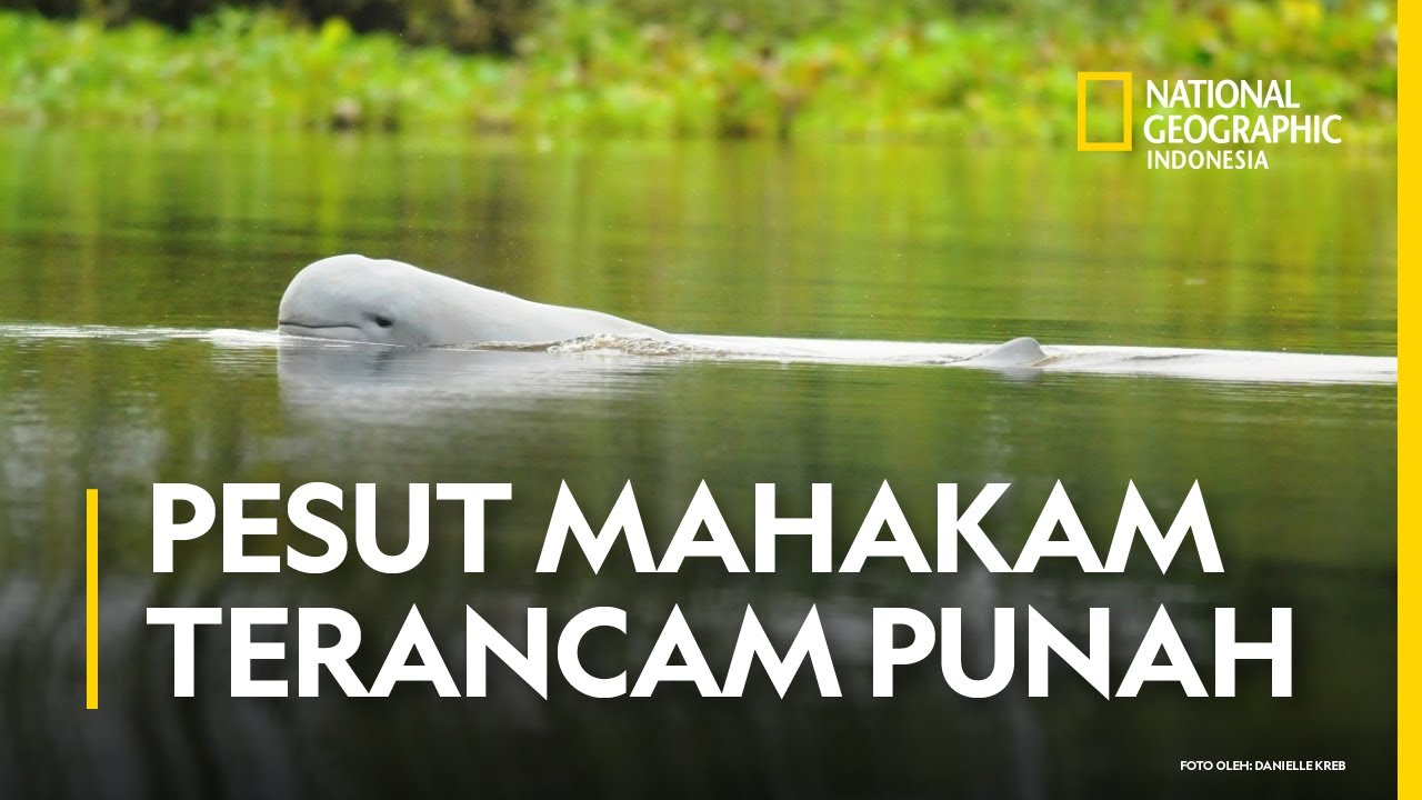 Dampak Buruk Limbah Tambang: Pesut Mahakam Dalam Bahaya