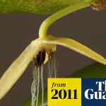 Bulbophyllum Nocturnum: Anggrek Malam Dari Papua
