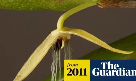 Bulbophyllum Nocturnum: Anggrek Malam Dari Papua