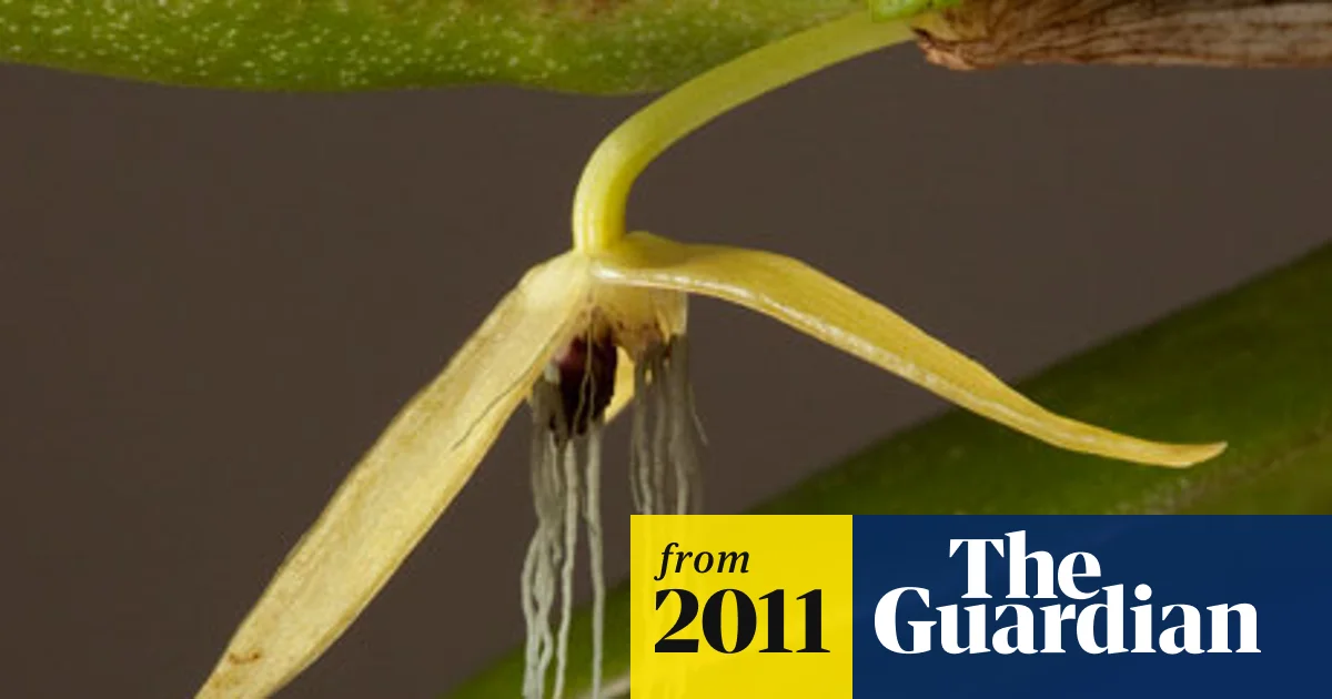 Bulbophyllum Nocturnum: Anggrek Malam Dari Papua