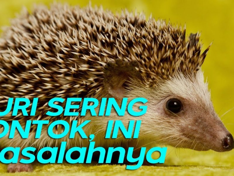 Fakta Unik Bulu Landak: Pertahanan Alami Yang Mengagumkan