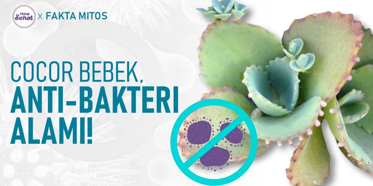 Kajian Manfaat Cocor Bebek Dalam Pengobatan Alami