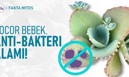 Kajian Manfaat Cocor Bebek Dalam Pengobatan Alami