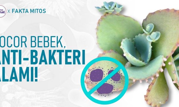 Kajian Manfaat Cocor Bebek Dalam Pengobatan Alami