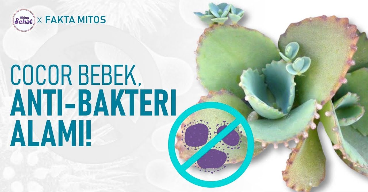 Kajian Manfaat Cocor Bebek