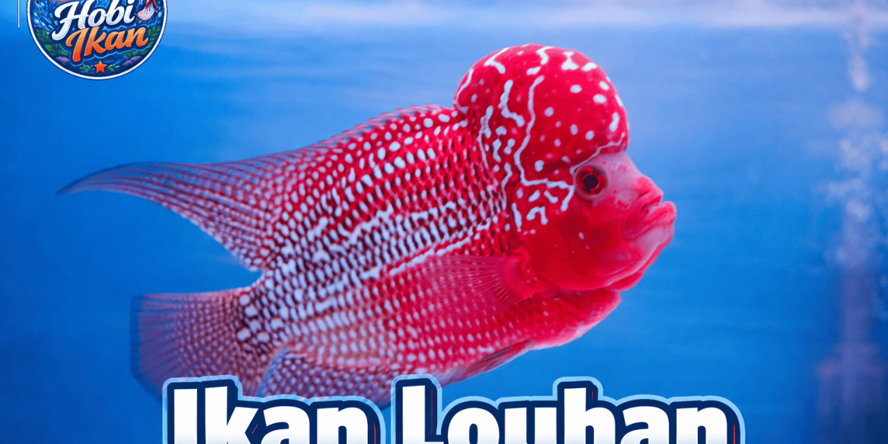 Fakta Menarik Ikan Lohan Terkenal Sebagai Spesies Yang Agresif