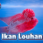 Fakta Menarik Ikan Lohan Terkenal Sebagai Spesies Yang Agresif
