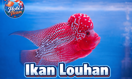 Fakta Menarik Ikan Lohan Terkenal Sebagai Spesies Yang Agresif