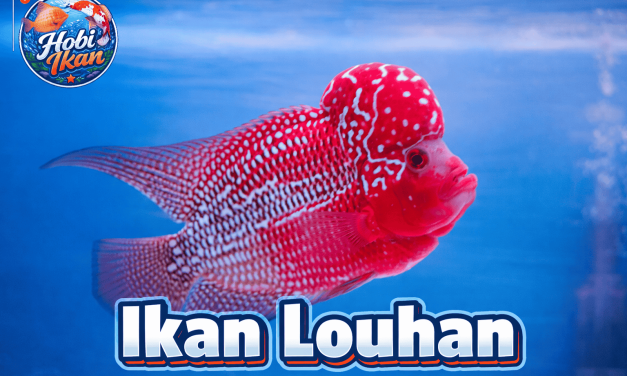 Fakta Menarik Ikan Lohan Terkenal Sebagai Spesies Yang Agresif