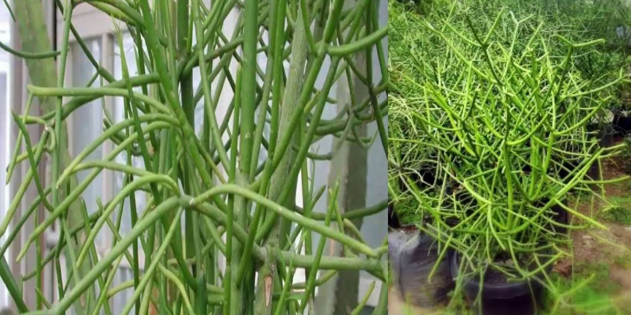 Jarang Diketahui, Ini Dia Manfaat Patah Tulang Bagi Kesehatan