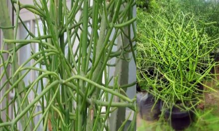Jarang Diketahui, Ini Dia Manfaat Patah Tulang Bagi Kesehatan