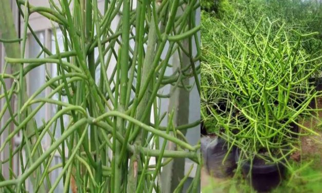 Jarang Diketahui, Ini Dia Manfaat Patah Tulang Bagi Kesehatan