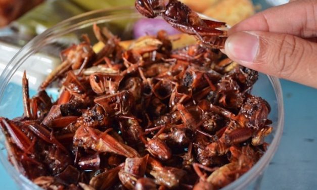Kuliner Ekstrem Belalang Goreng Khas Gunung Kidul