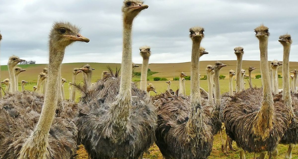Fakta Menarik Burung Unta Punya Mata Lebih Besar Dari Otaknya