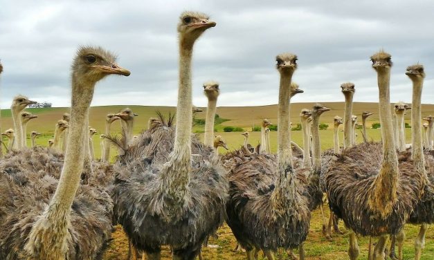Fakta Menarik Burung Unta Punya Mata Lebih Besar Dari Otaknya