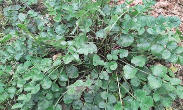 Purwaceng, Tanaman Herbal Yang Dapat Meningkatkan Stamina