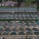 Sistem Bioflok Pada Budidaya Perikanan Menjadi Kegiatan Populer