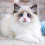 Kucing Anggora, Siapa Yang Ga Suka Dengan Hewan Lucu Ini?