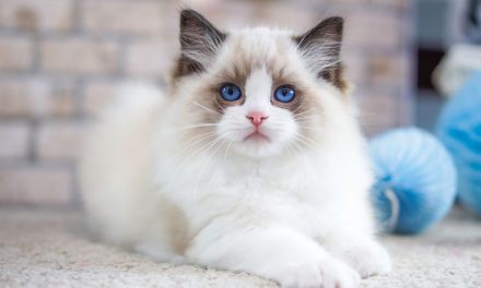 Kucing Anggora, Siapa Yang Ga Suka Dengan Hewan Lucu Ini?