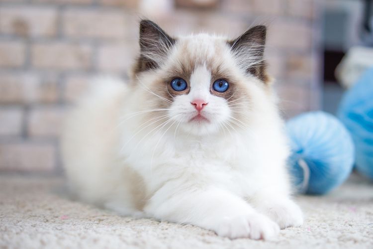 Kucing Anggora