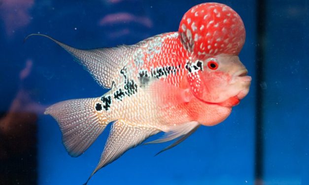 Fakta Menarik Ikan Lohan Punya Kepala Benjol Yang Unik