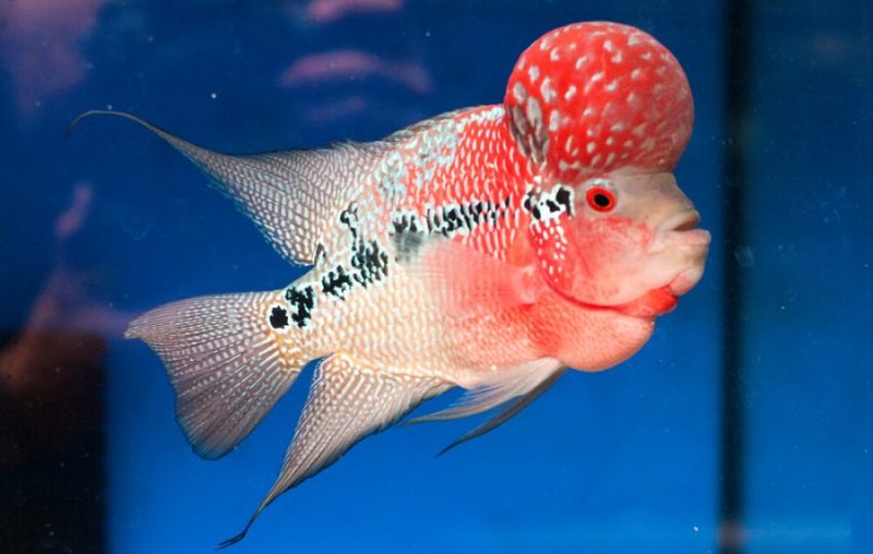 Fakta Menarik Ikan