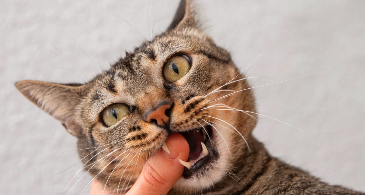 Manifestasi Rabies Pada Kucing Yang Perlu Di Waspadai