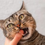 Manifestasi Rabies Pada Kucing Yang Perlu Di Waspadai