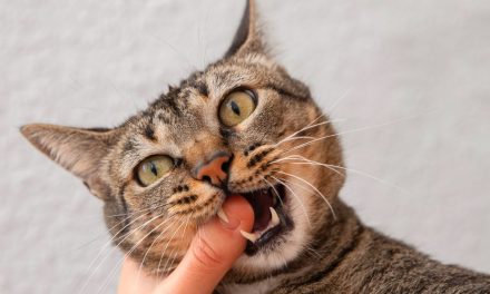 Manifestasi Rabies Pada Kucing Yang Perlu Di Waspadai