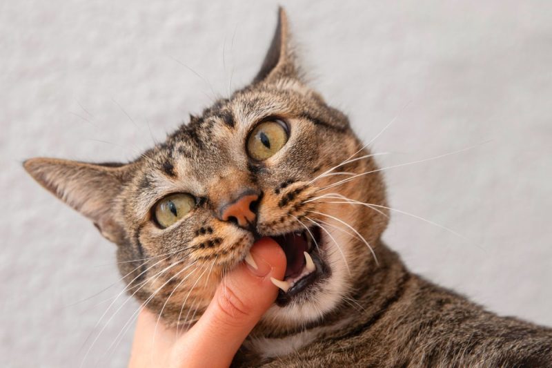 Manifestasi Rabies
