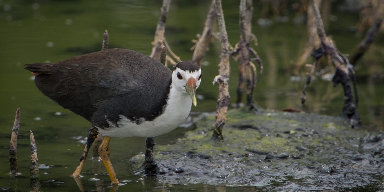 Burung Ruak-Ruak, Si Penghuni Rawa yang Punya Suara Khas