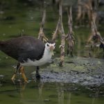 Burung Ruak-Ruak, Si Penghuni Rawa yang Punya Suara Khas