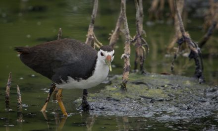 Burung Ruak-Ruak, Si Penghuni Rawa yang Punya Suara Khas
