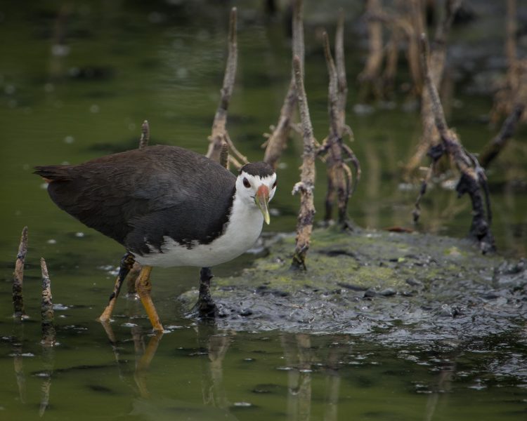 Burung Ruak Ruak