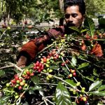 Ekspor Kopi Gayo Meningkat Tajam, Petani Sumatera Utara