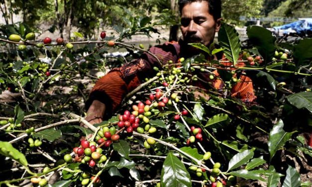Ekspor Kopi Gayo Meningkat Tajam, Petani Sumatera Utara