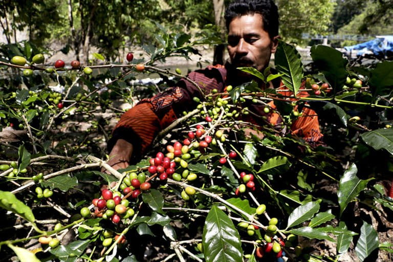 Ekspor Kopi Gayo