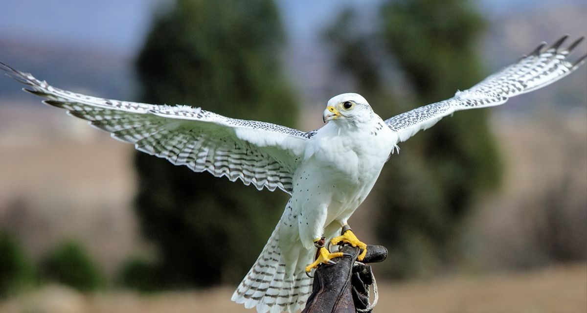 Falcon Sang Burung Tercepat di Dunia